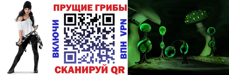 Псилоцибиновые грибы мицелий  Купить закладки  Жердевка 